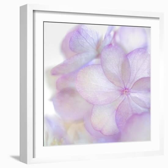 Pink Hydrangea II-Kathy Mahan-Framed Photographic Print