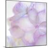 Pink Hydrangea II-Kathy Mahan-Mounted Photographic Print