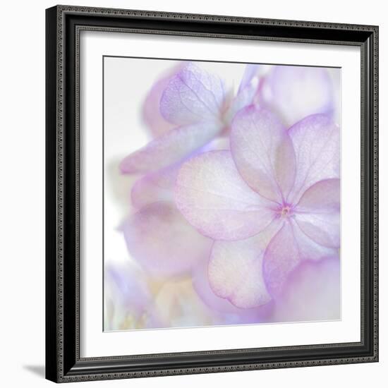Pink Hydrangea II-Kathy Mahan-Framed Photographic Print