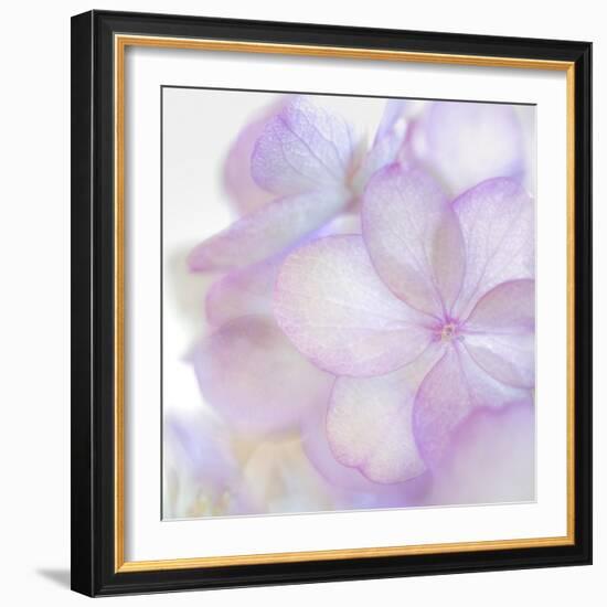 Pink Hydrangea II-Kathy Mahan-Framed Photographic Print