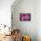 Pink Hydrangea, USA-Lisa S. Engelbrecht-Framed Premier Image Canvas displayed on a wall