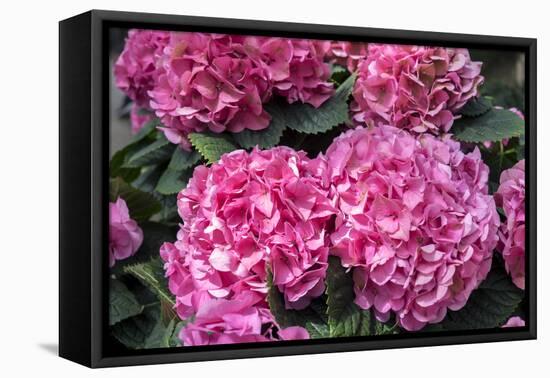 Pink Hydrangea, USA-Lisa S. Engelbrecht-Framed Premier Image Canvas