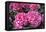 Pink Hydrangea, USA-Lisa S. Engelbrecht-Framed Premier Image Canvas