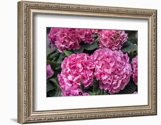 Pink Hydrangea, USA-Lisa S. Engelbrecht-Framed Photographic Print