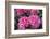 Pink Hydrangea, USA-Lisa S. Engelbrecht-Framed Photographic Print