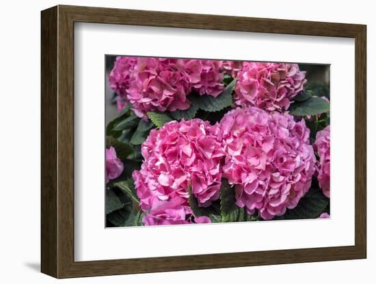 Pink Hydrangea, USA-Lisa S. Engelbrecht-Framed Photographic Print