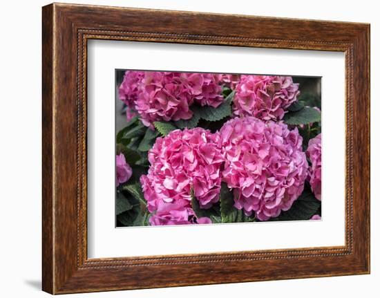 Pink Hydrangea, USA-Lisa S. Engelbrecht-Framed Photographic Print