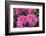 Pink Hydrangea, USA-Lisa S. Engelbrecht-Framed Photographic Print