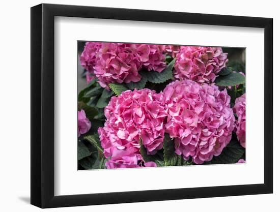 Pink Hydrangea, USA-Lisa S. Engelbrecht-Framed Photographic Print
