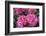 Pink Hydrangea, USA-Lisa S. Engelbrecht-Framed Photographic Print