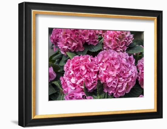 Pink Hydrangea, USA-Lisa S. Engelbrecht-Framed Photographic Print