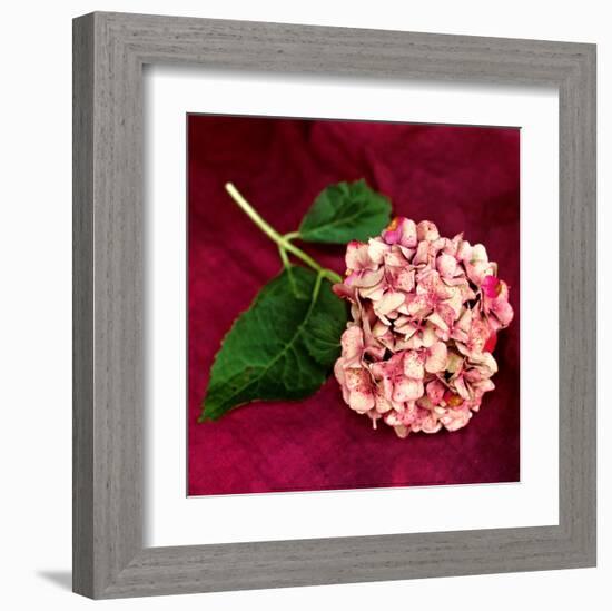 Pink Hydrangea-Celine Sachs-jeantet-Framed Art Print