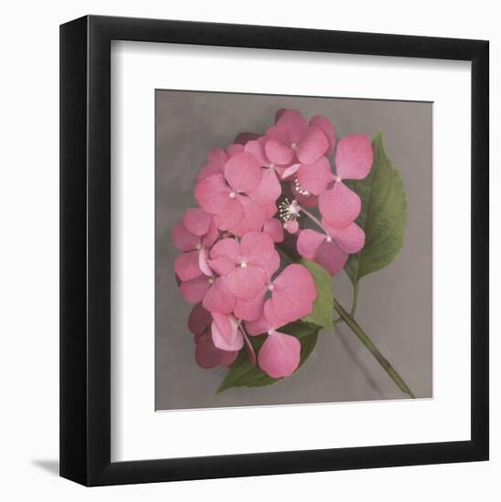 Pink Hydrangea-Erin Clark-Framed Art Print