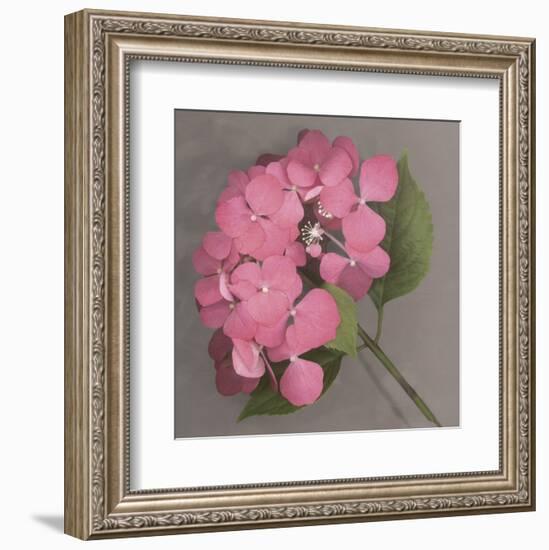 Pink Hydrangea-Erin Clark-Framed Art Print