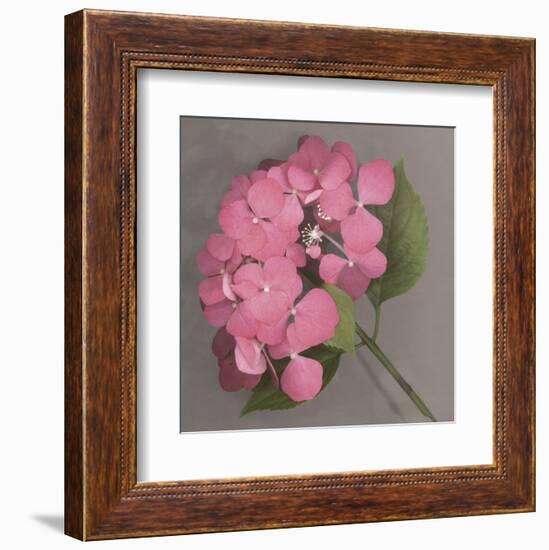 Pink Hydrangea-Erin Clark-Framed Art Print