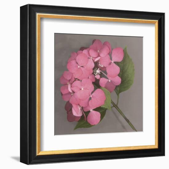 Pink Hydrangea-Erin Clark-Framed Art Print