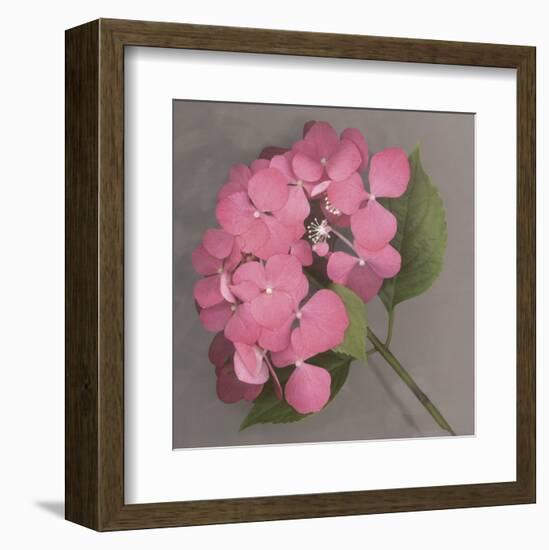 Pink Hydrangea-Erin Clark-Framed Art Print