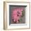 Pink Hydrangea-Erin Clark-Framed Art Print