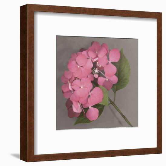 Pink Hydrangea-Erin Clark-Framed Art Print