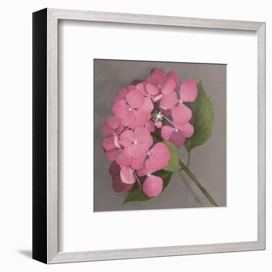 Pink Hydrangea-Erin Clark-Framed Art Print