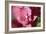 Pink Hydrangeas I-Rita Crane-Framed Photographic Print