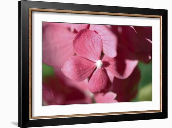 Pink Hydrangeas I-Rita Crane-Framed Photographic Print