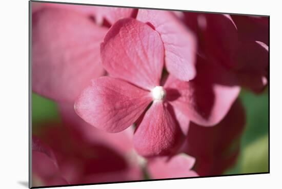 Pink Hydrangeas I-Rita Crane-Mounted Photographic Print