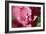 Pink Hydrangeas I-Rita Crane-Framed Photographic Print