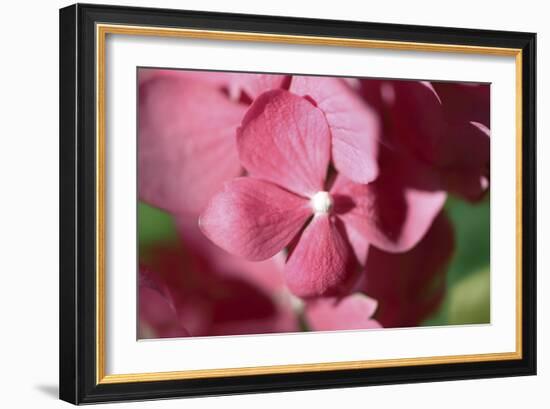 Pink Hydrangeas I-Rita Crane-Framed Photographic Print