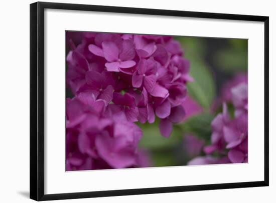 Pink Hydrangeas I-Rita Crane-Framed Photographic Print