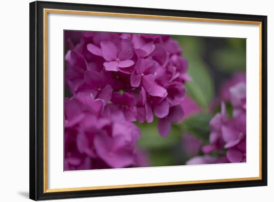 Pink Hydrangeas I-Rita Crane-Framed Photographic Print