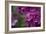 Pink Hydrangeas II-Rita Crane-Framed Photographic Print