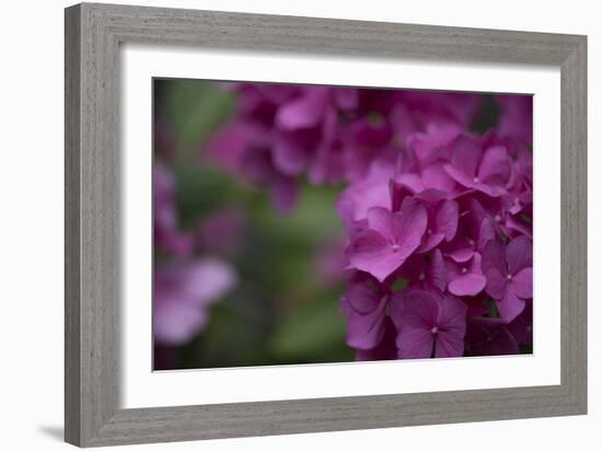 Pink Hydrangeas II-Rita Crane-Framed Photographic Print