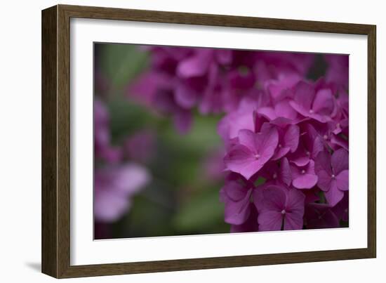 Pink Hydrangeas II-Rita Crane-Framed Photographic Print