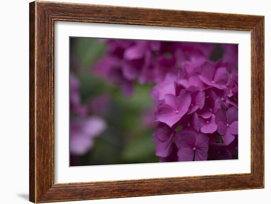 Pink Hydrangeas II-Rita Crane-Framed Photographic Print