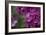 Pink Hydrangeas II-Rita Crane-Framed Photographic Print