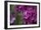 Pink Hydrangeas II-Rita Crane-Framed Photographic Print