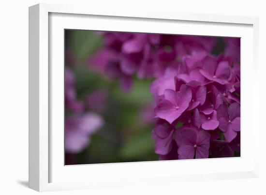 Pink Hydrangeas II-Rita Crane-Framed Photographic Print