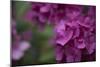 Pink Hydrangeas II-Rita Crane-Mounted Photographic Print