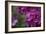 Pink Hydrangeas II-Rita Crane-Framed Photographic Print