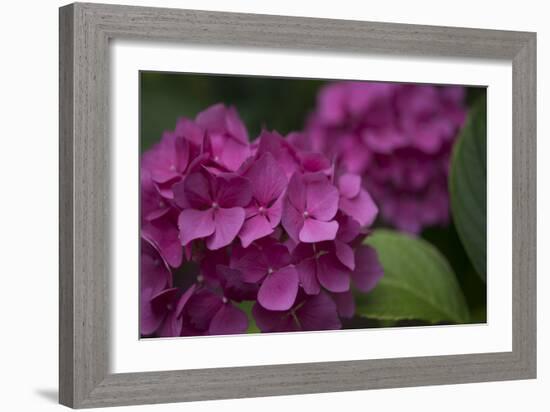 Pink Hydrangeas V-Rita Crane-Framed Photographic Print