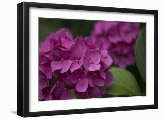 Pink Hydrangeas V-Rita Crane-Framed Photographic Print