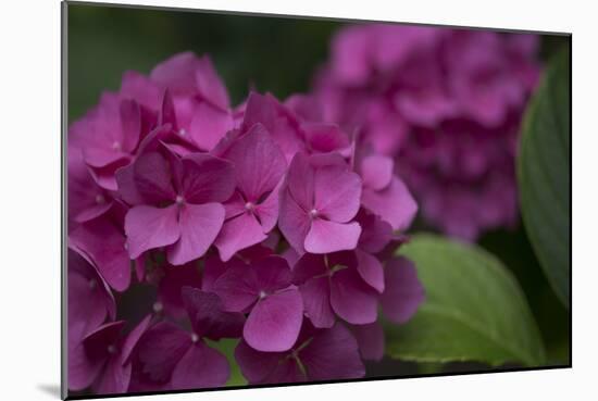 Pink Hydrangeas V-Rita Crane-Mounted Photographic Print