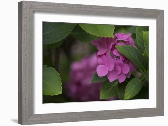 Pink Hydrangeas VI-Rita Crane-Framed Photographic Print