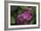 Pink Hydrangeas VI-Rita Crane-Framed Photographic Print