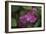 Pink Hydrangeas VI-Rita Crane-Framed Photographic Print