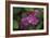 Pink Hydrangeas VI-Rita Crane-Framed Photographic Print