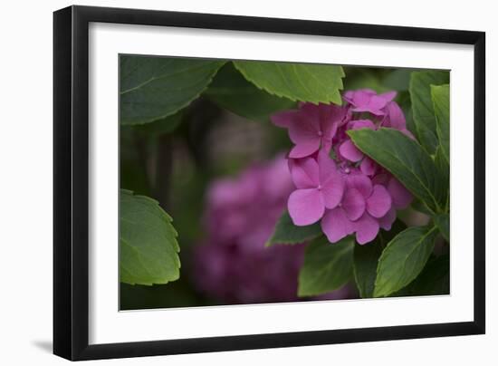 Pink Hydrangeas VI-Rita Crane-Framed Photographic Print