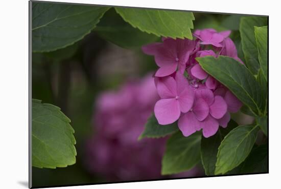 Pink Hydrangeas VI-Rita Crane-Mounted Photographic Print