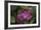 Pink Hydrangeas VI-Rita Crane-Framed Photographic Print